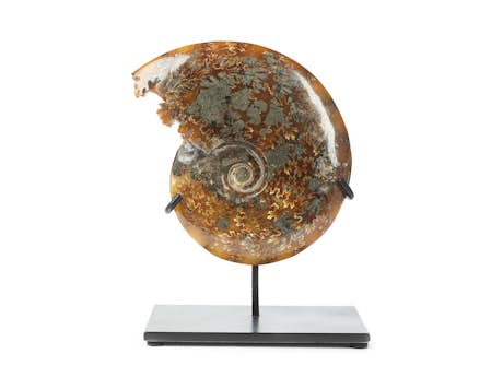 Madegassischer Ammonit